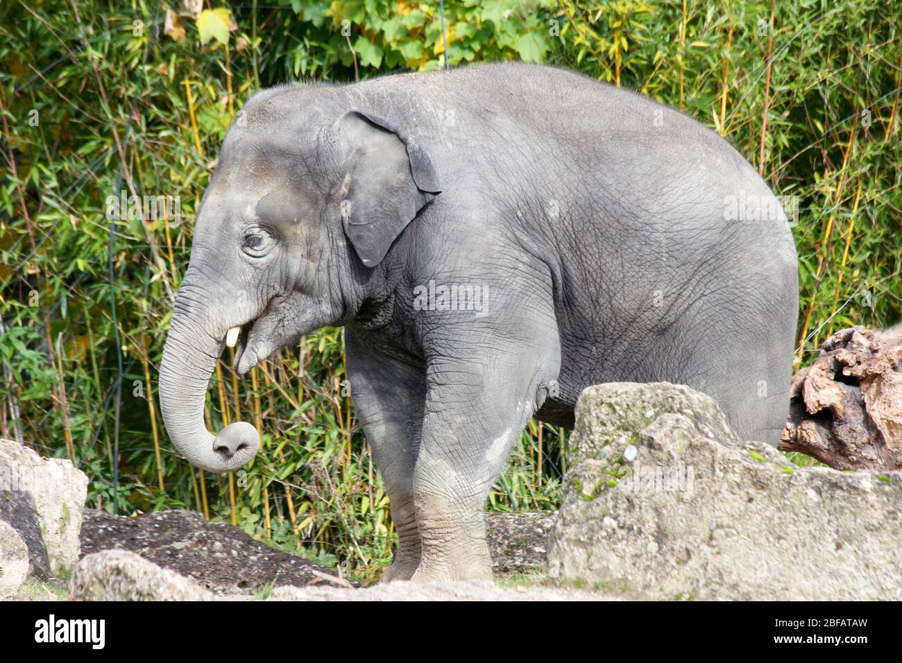 Seen an Asian elephant (Elephas maximus) from the sideEin Asiatischer Elefant, (Elephas maximus) von der Seite gesehen Stock Photo