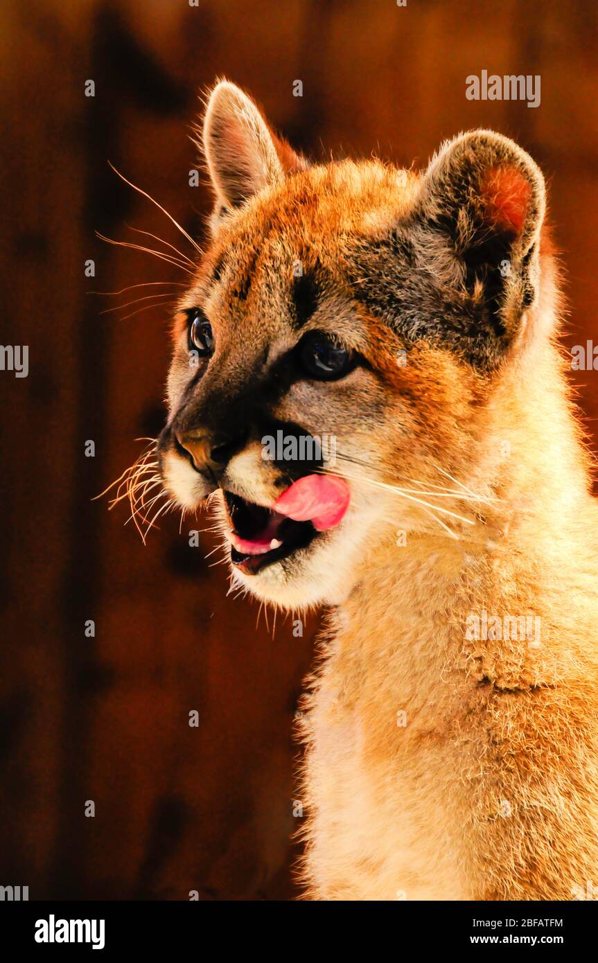 Mountain lion hi-res stock photography and images -