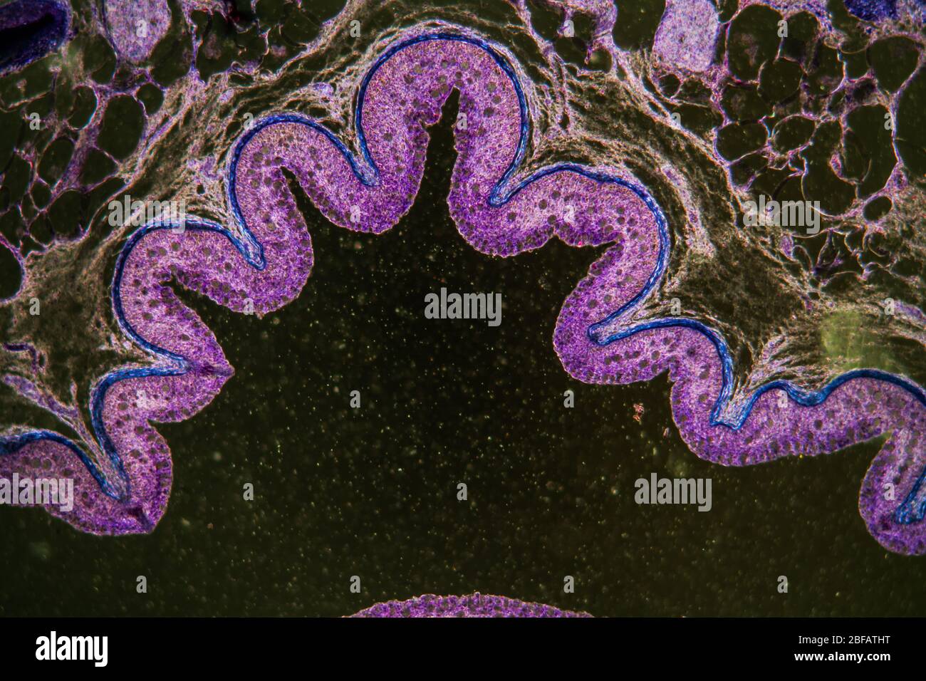 Bowel with goblet cells in the dark field 100x Stock Photo