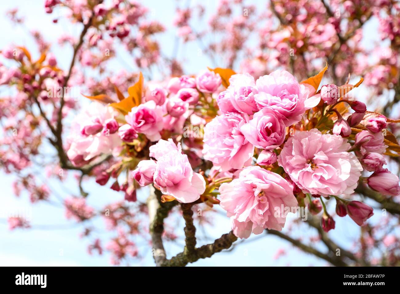 Closeup of the cherry blossom (Sakura) on a Japanese Cherry tree (Prunus serrulata). In Japanese culture, the spring blossom is celebrated as Hanami. Stock Photo