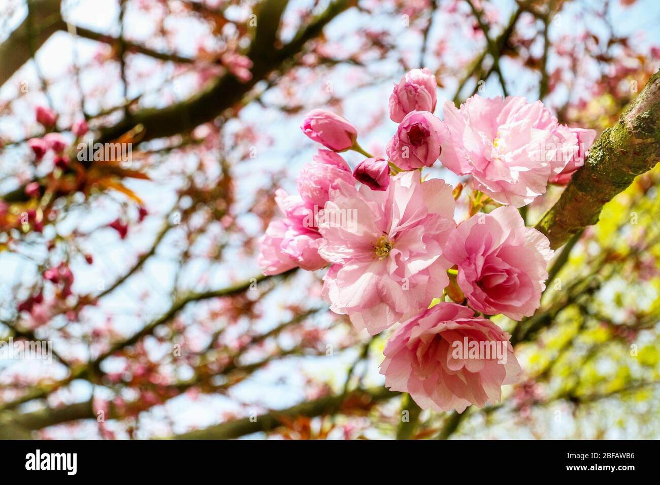 Closeup of the cherry blossom (Sakura) on a Japanese Cherry tree (Prunus serrulata). In Japanese culture, the spring blossom is celebrated as Hanami. Stock Photo