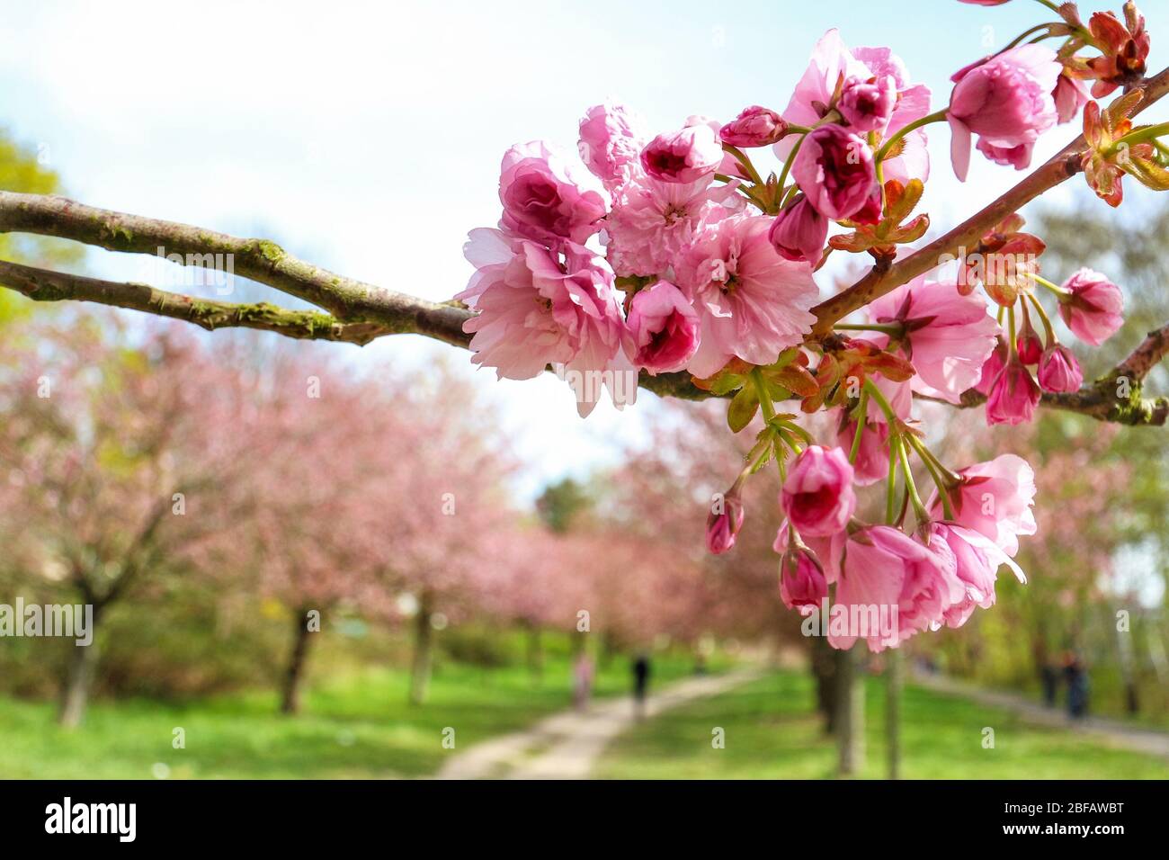 Closeup of the cherry blossom (Sakura) on a Japanese Cherry tree (Prunus serrulata). In Japanese culture, the spring blossom is celebrated as Hanami. Stock Photo