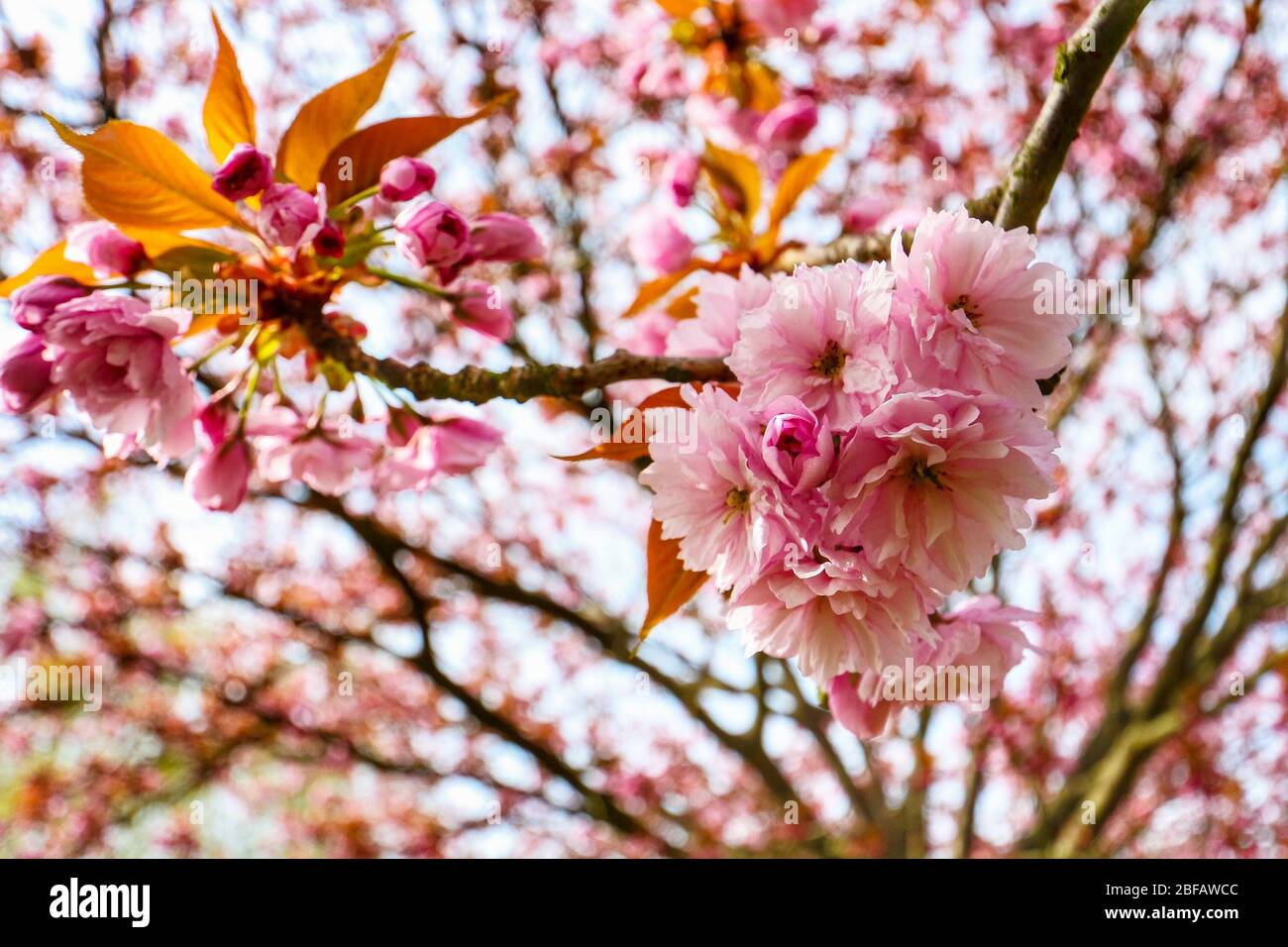 Closeup of the cherry blossom (Sakura) on a Japanese Cherry tree (Prunus serrulata). In Japanese culture, the spring blossom is celebrated as Hanami. Stock Photo