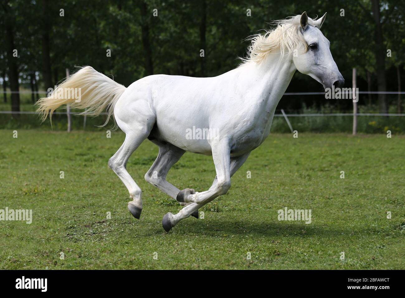 Grey colored purebred andalusian horse with long mane galloping across green pasture Stock Photo