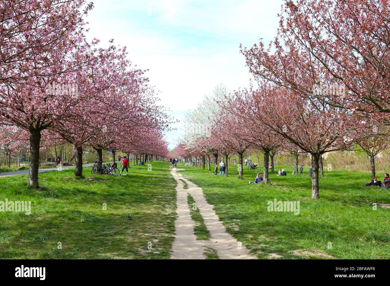 TV-Asahi-Kirschblütenallee ('TV Asahi Cherry Blossom Alley') is a stretch of former death strip of the Berlin wall, gifted after German reunification. Stock Photo