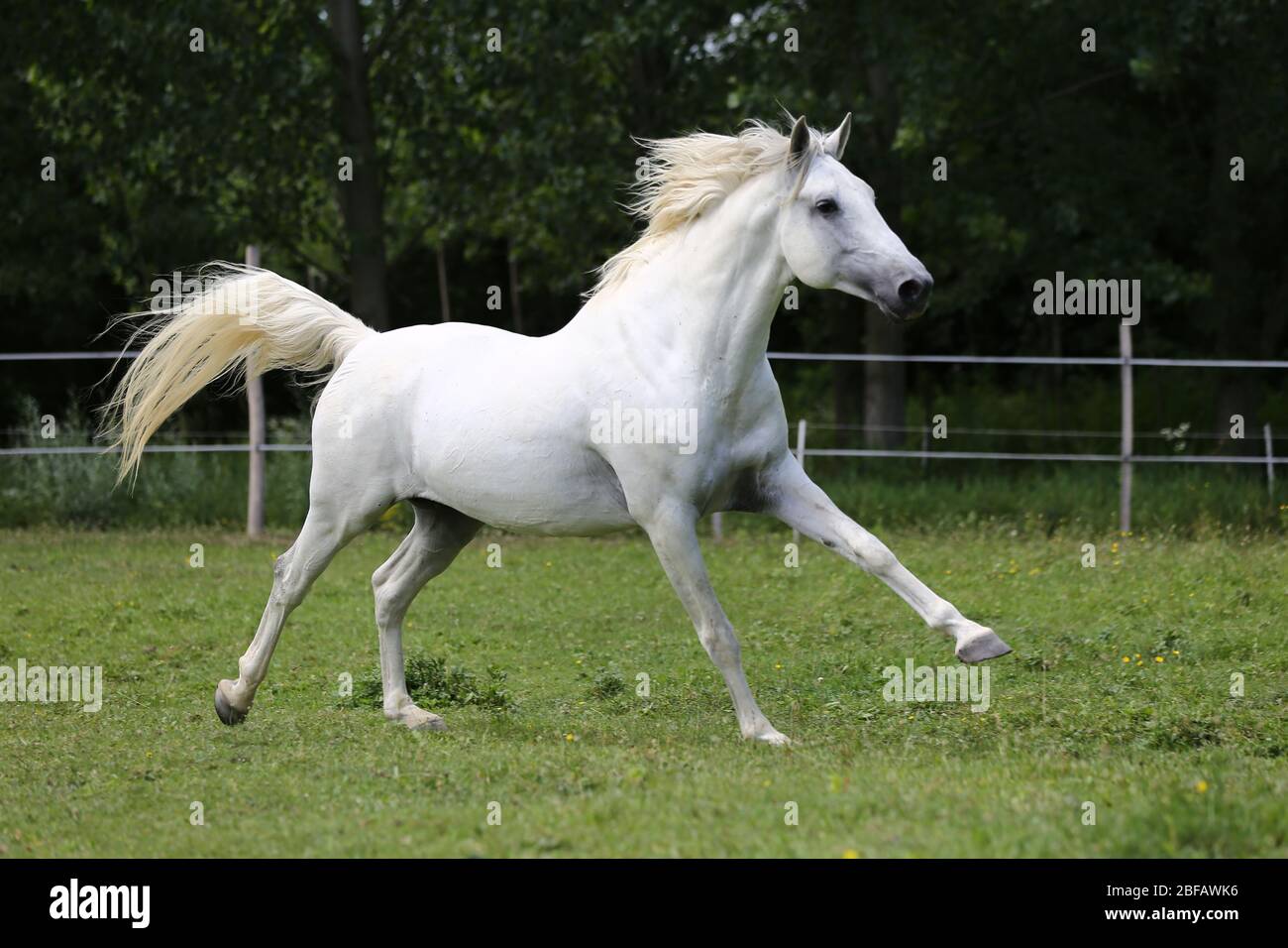 Pure blood arabian horse hires stock photography and images Alamy