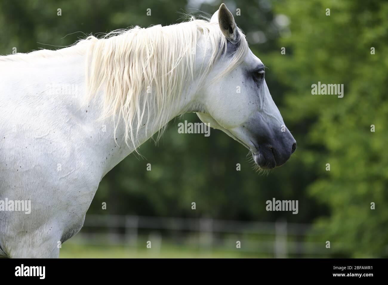 Spanish Andalusian Long Mane Grey