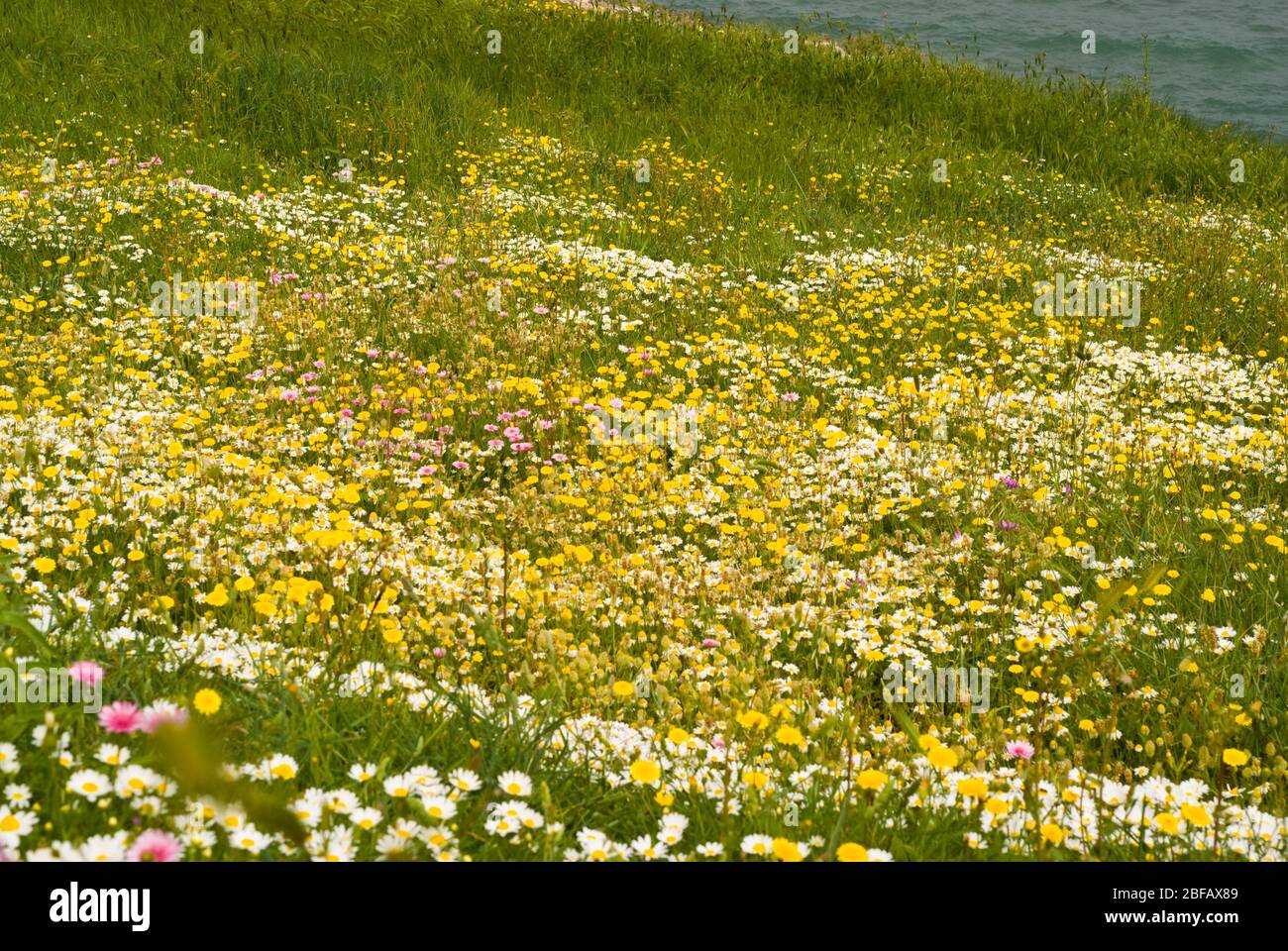Blumenwiese nahe Vieste, Gargano, Apulien, Italien Stock Photo