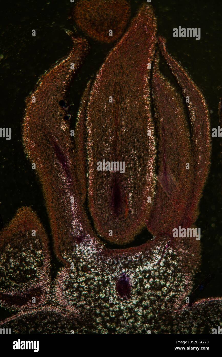 Mulberry tree root in cross section 100x Stock Photo