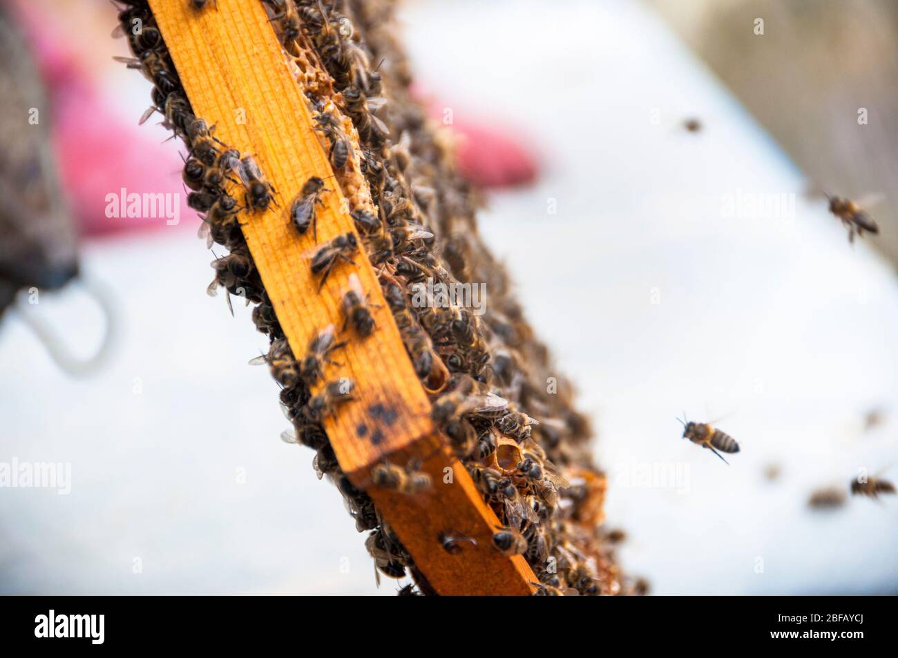 Collecting honey in Monegros, Aragon, Spain Stock Photo