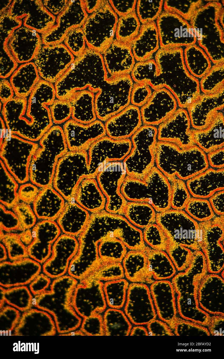 Bovist mushroom mushroom cap under the microscope 100x Stock Photo