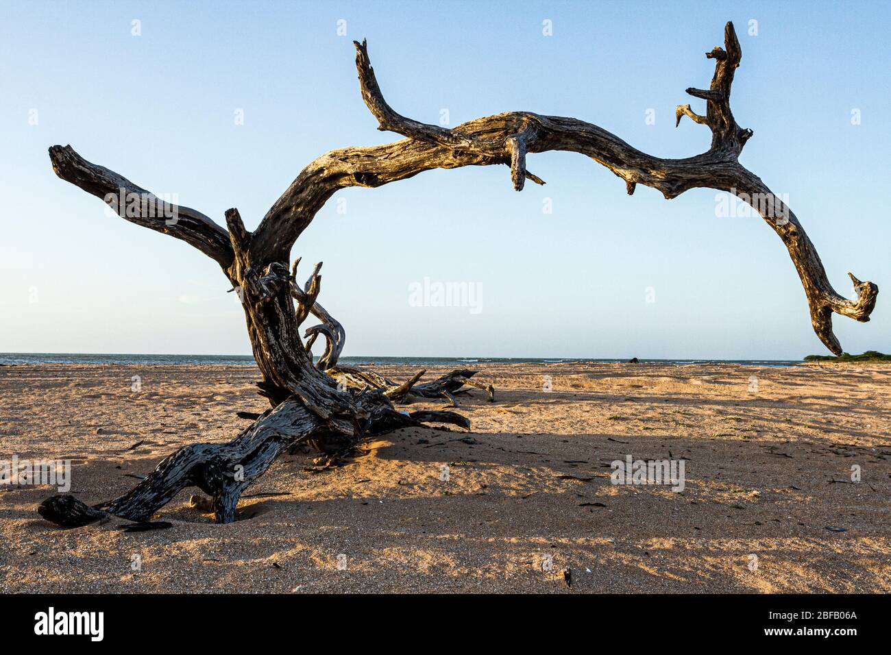 Dry tree in Medanos Blancos Beach. Falcon, Falcon State, Venezuela. Stock Photo