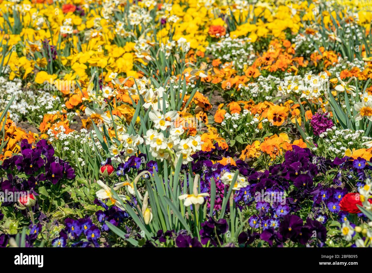Very colorful spring flower bed with daffodils, pansies, buttercups and ...