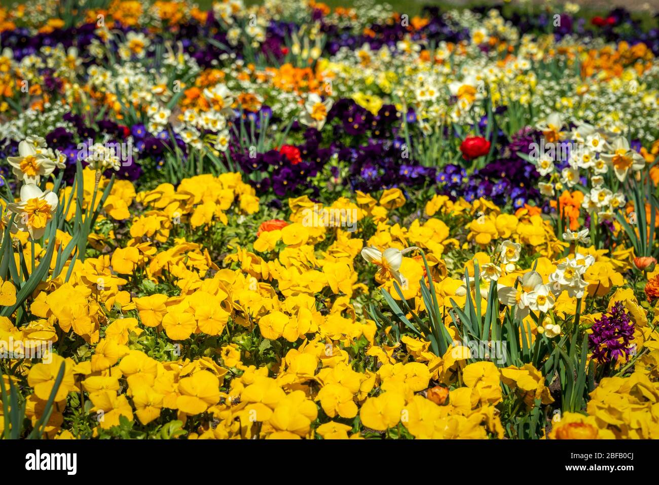 Very colorful spring flower bed with daffodils, pansies, buttercups and ...