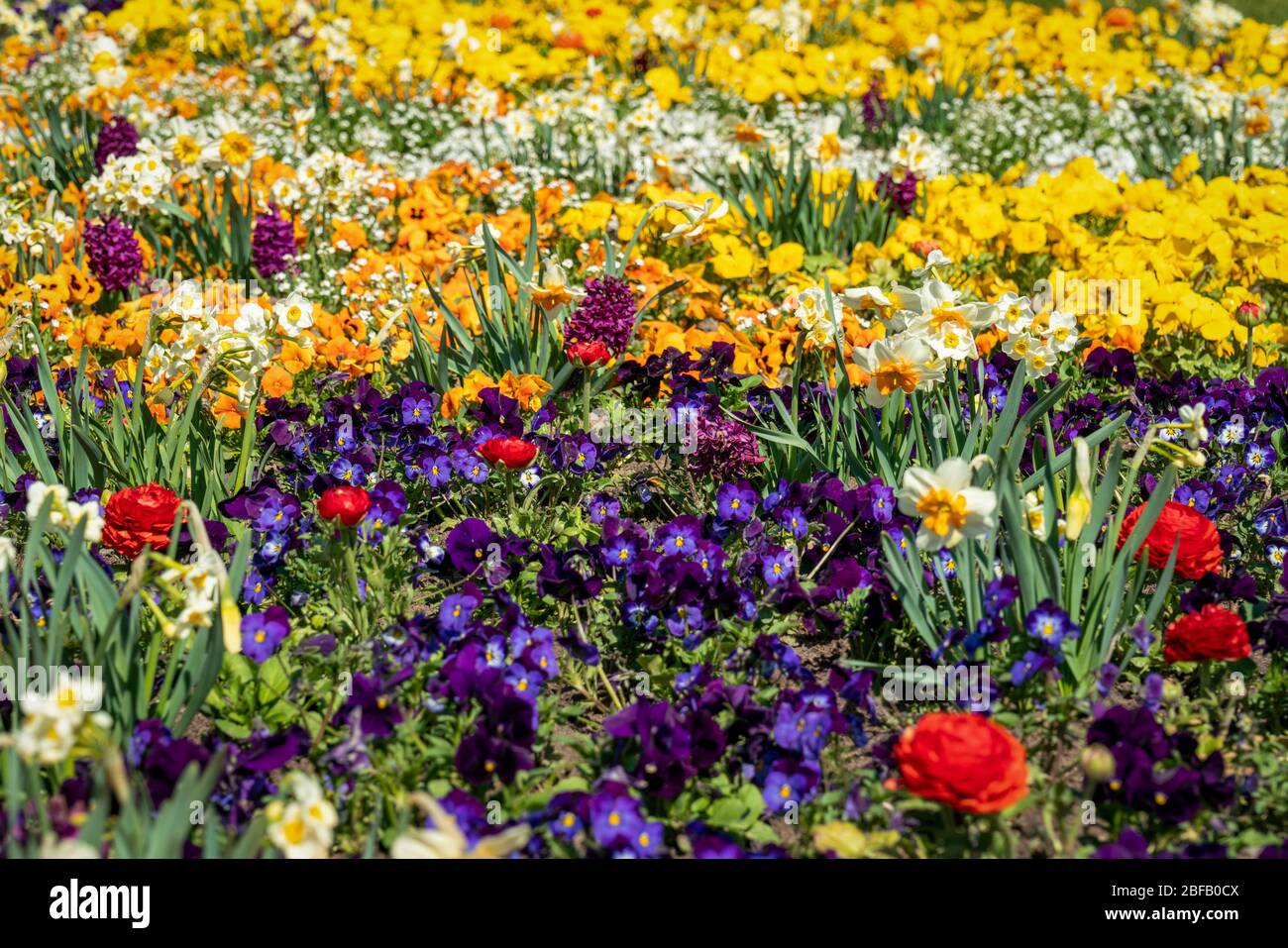 Very colorful spring flower bed with daffodils, pansies, buttercups and ...