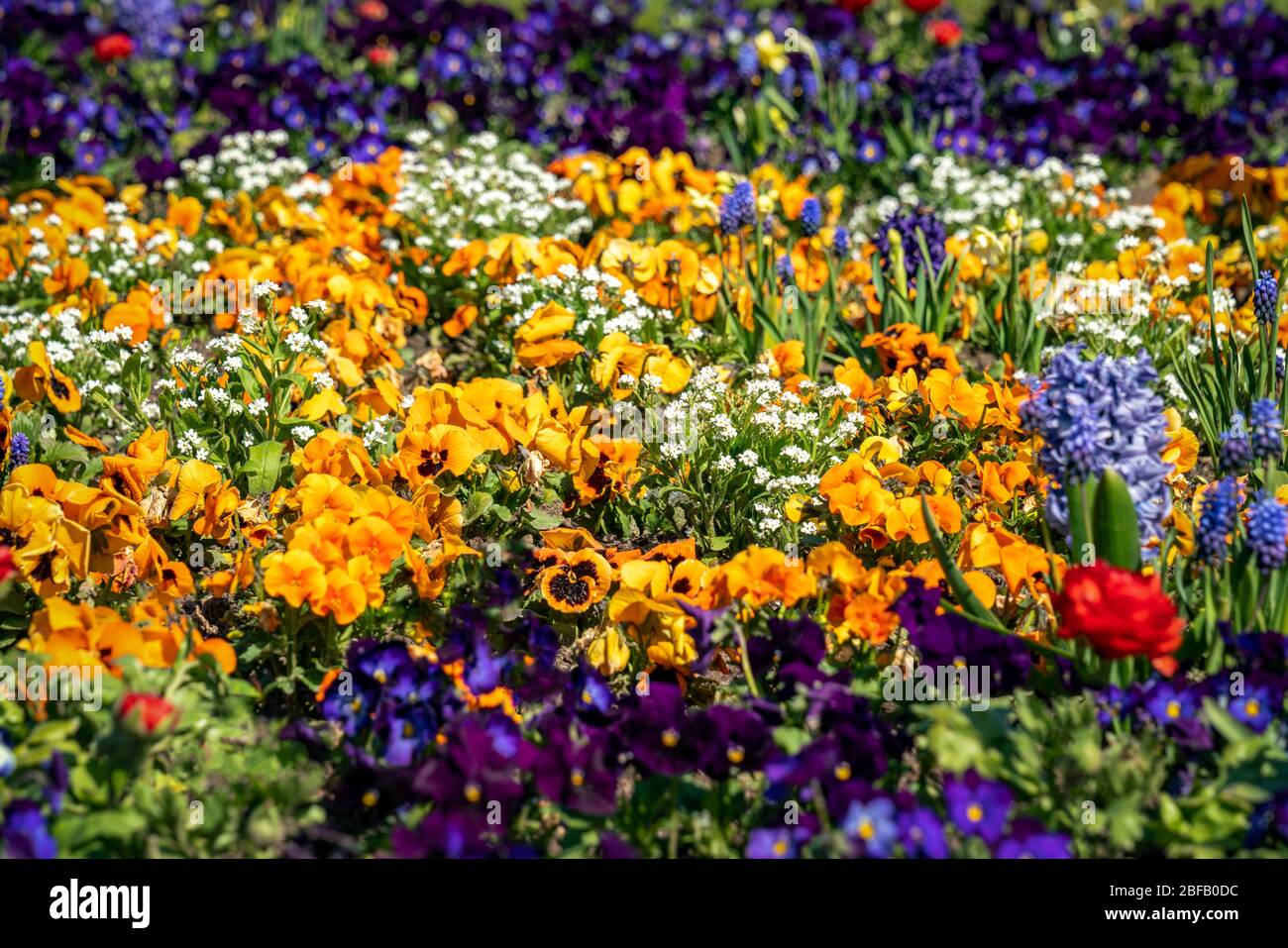 Very colorful spring flower bed with daffodils, pansies, buttercups and ...
