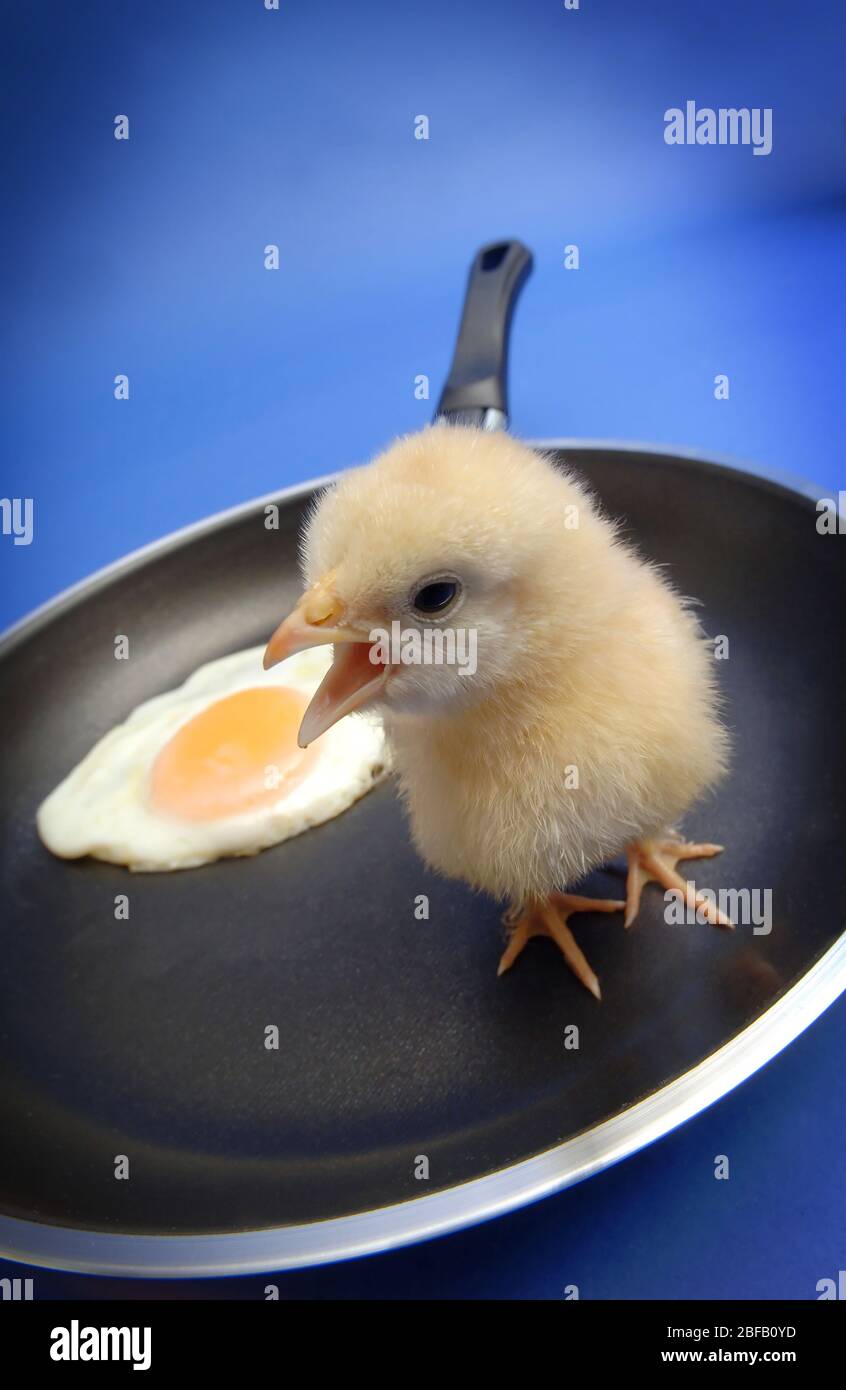 A yellow chick stands inside a fying pan beside a fried egg Stock Photo