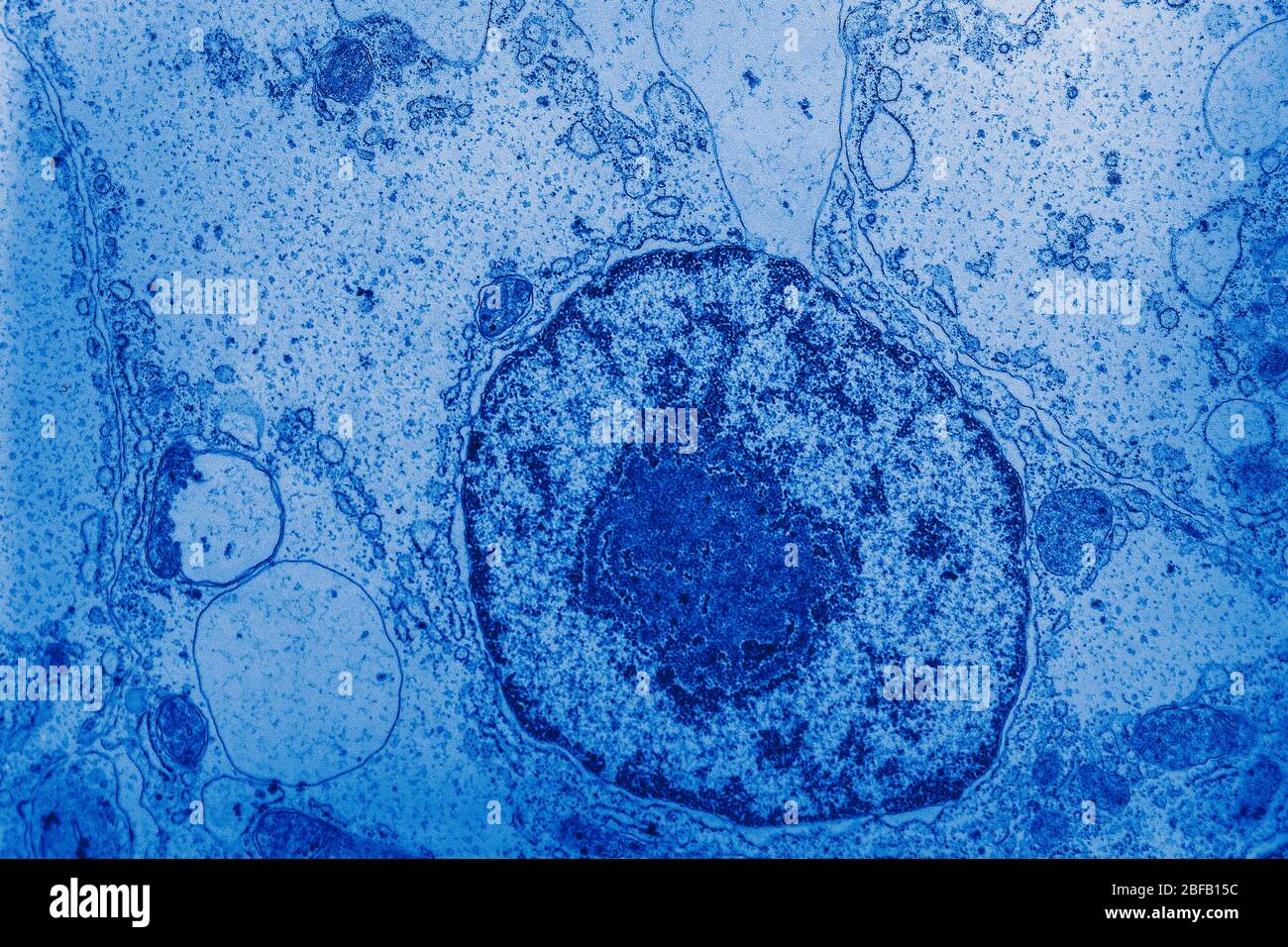 Cell nucleus with organelles in the electron microscope 50,000x Stock Photo  - Alamy