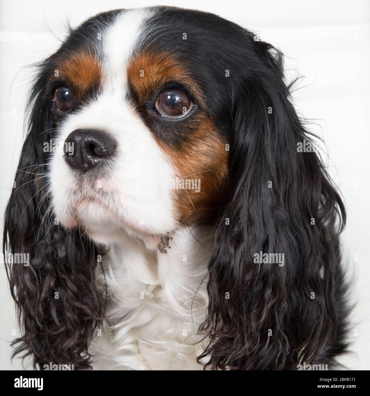 Clever king hotsell charles spaniel
