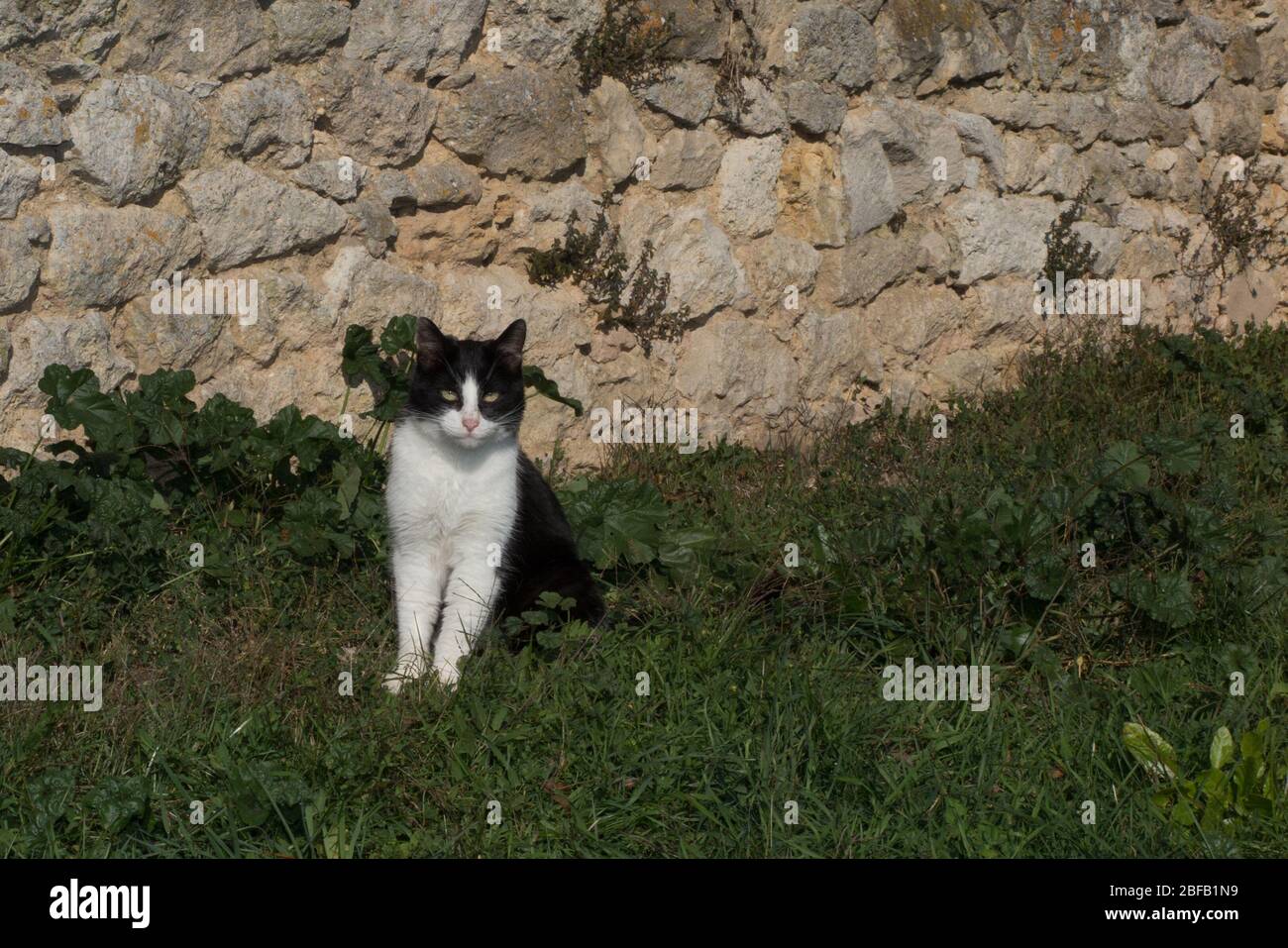 little cat black and white in the garden Stock Photo - Alamy