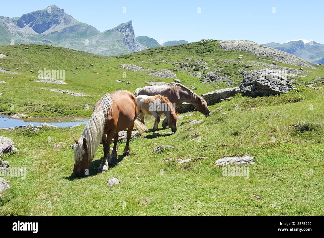 free Grazing horse on mountain pasture Stock Photo - Alamy