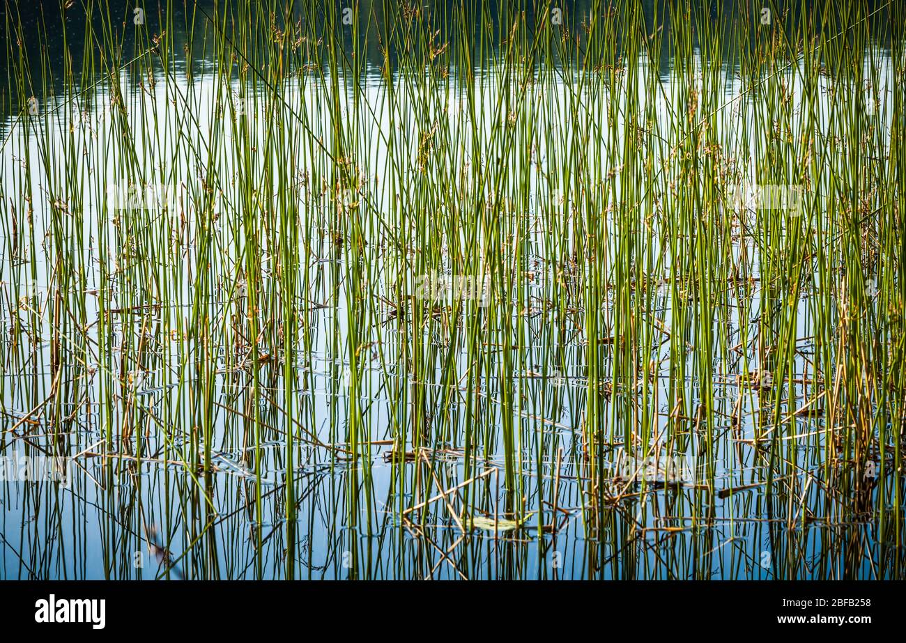 Reeds growing on the edge of a lake creating a complex pattern of lines in the reflective water. Stock Photo