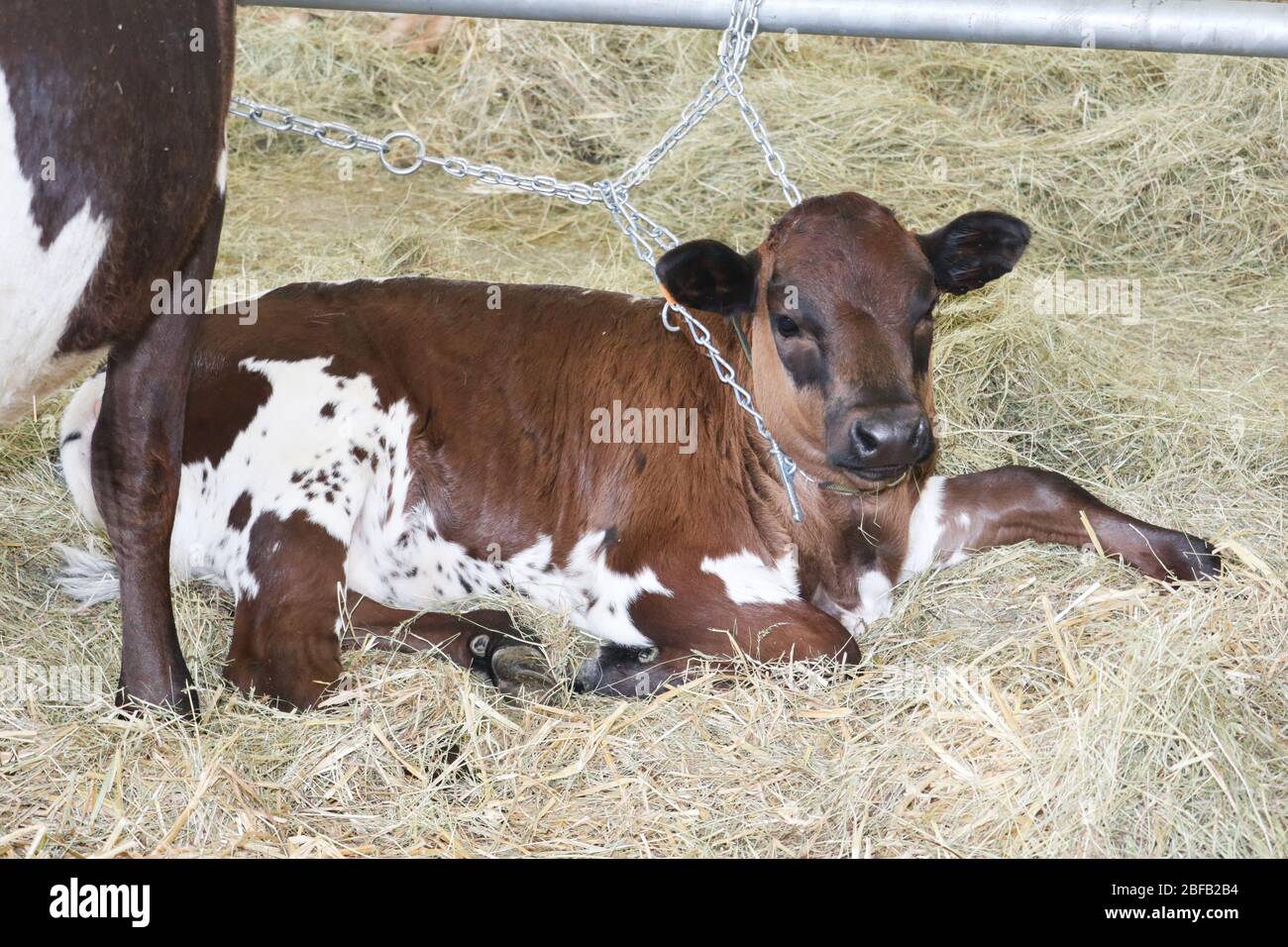 calf lying in the straw near his mother cow Stock Photo - Alamy