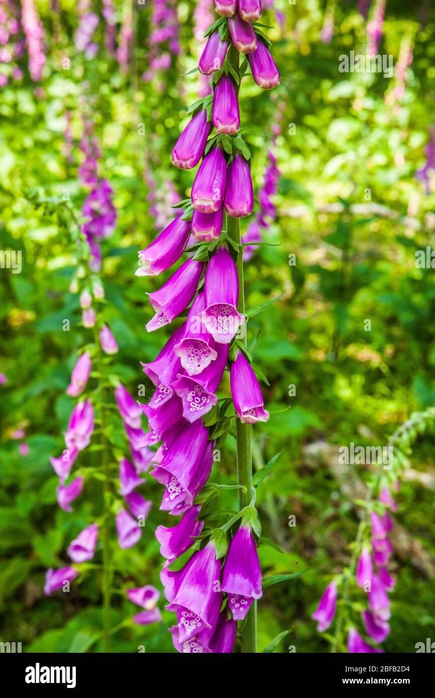 Foxglove plants growing and flowering in Moran State Park near Mountain