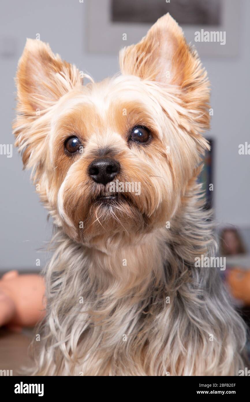 Yorkshire terrier dog at home looking face portrait Stock Photo