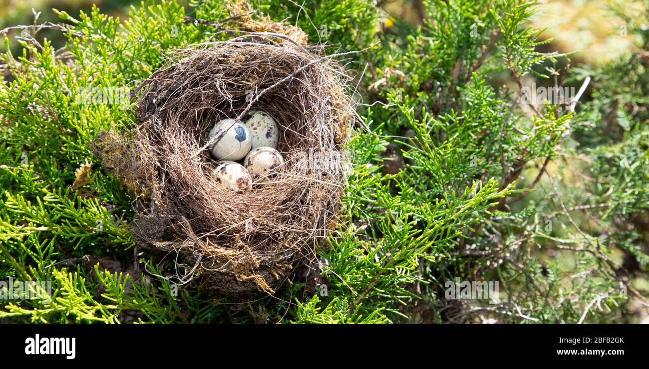 four bird eggs in a nest spring in pine tree Stock Photo Alamy