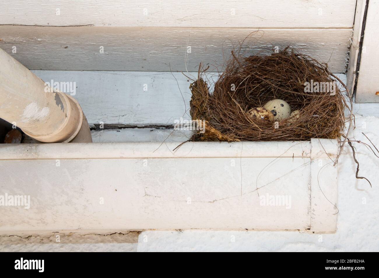 Mud Nest On Window Frame Doityourself Com Community Forums