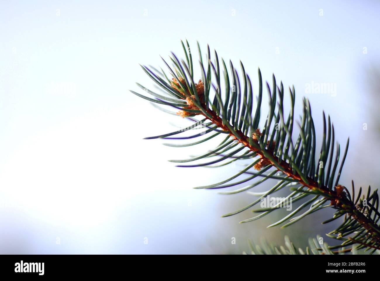 pine branch macro Stock Photo