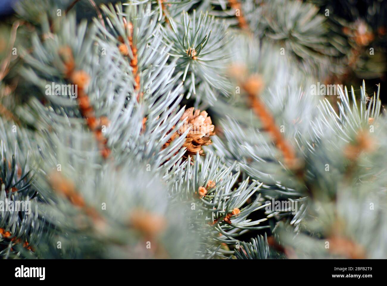 pine tree branche detail view Stock Photo