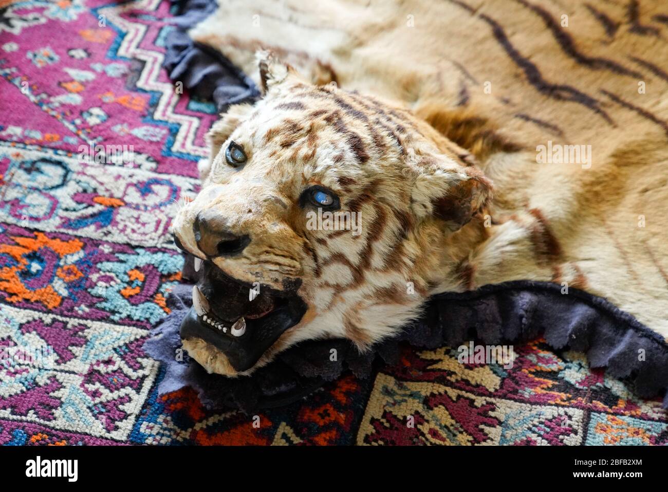 Tiger pelt rug hi-res stock photography and images - Alamy