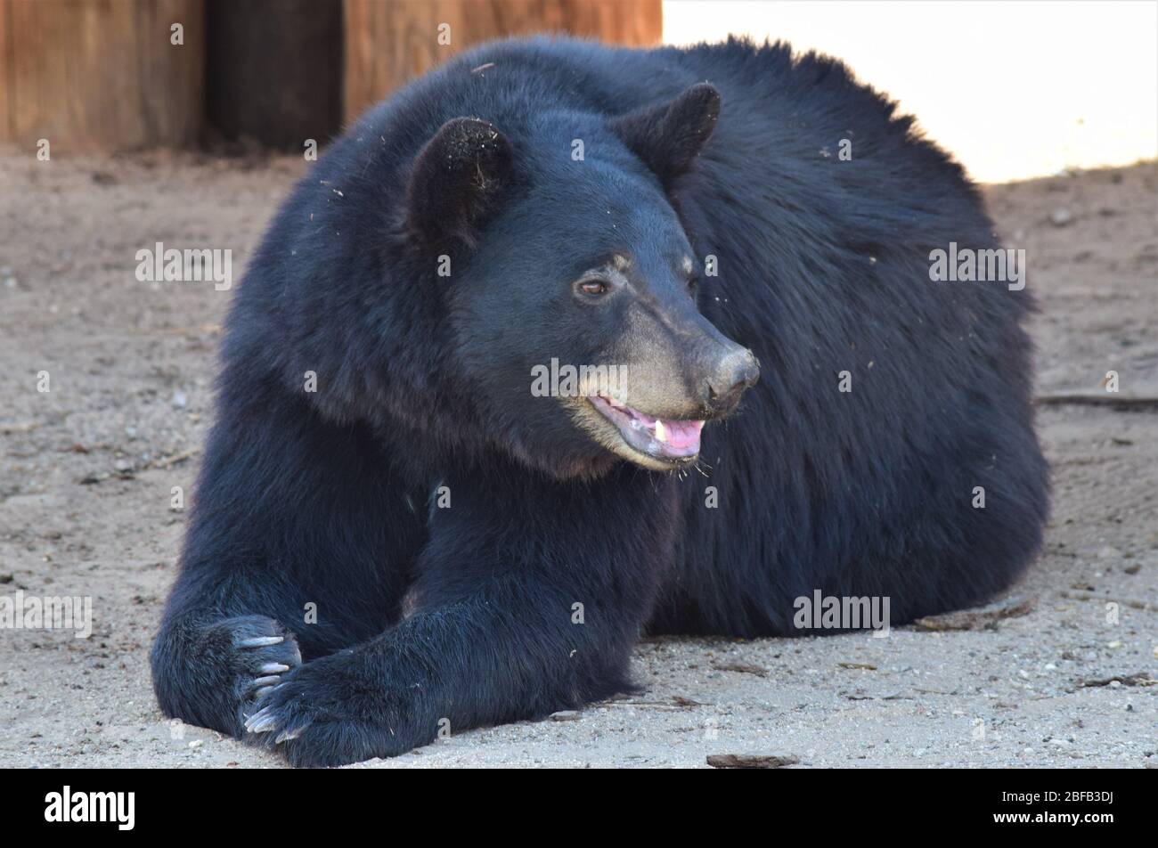 A bear rests in the shade on a warm afternoon Stock Photo