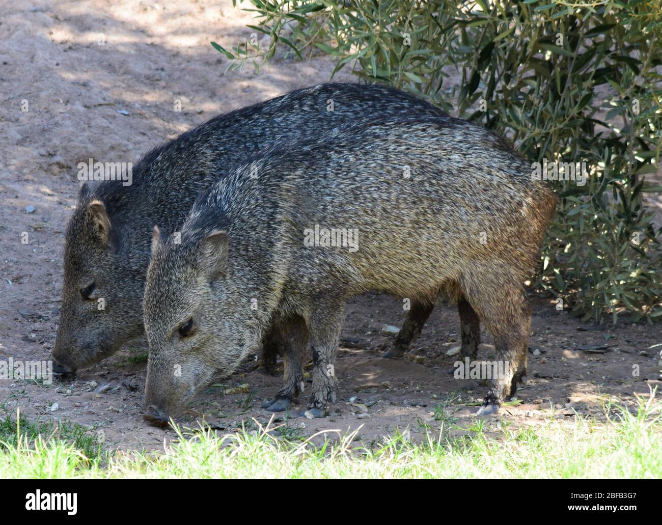 Baby javelina rest in the shade in the midday Arizona heat Stock Photo