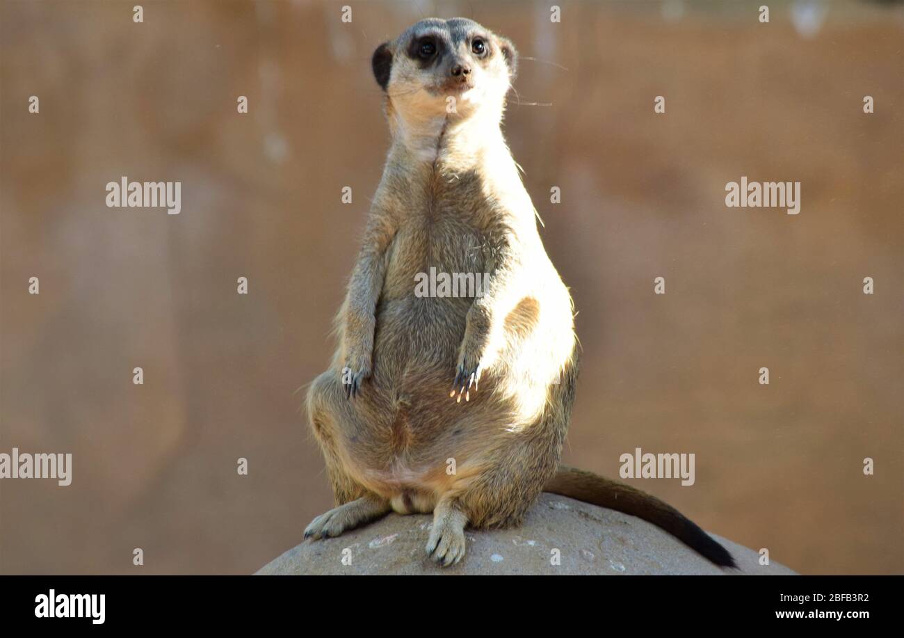 Always On The Lookout High Resolution Stock Photography And Images Alamy