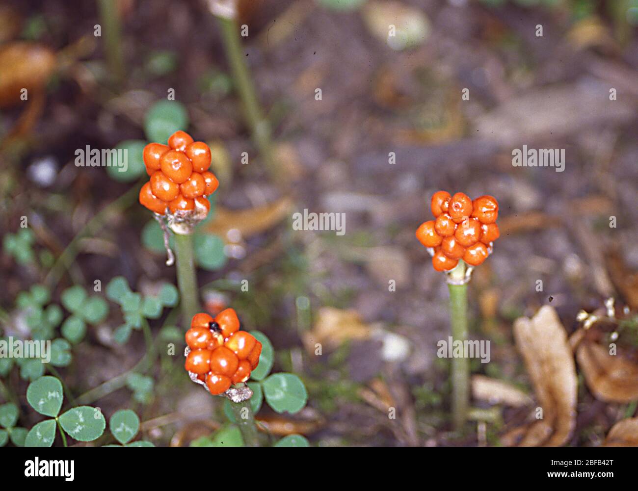 Arum with orange berries Stock Photo