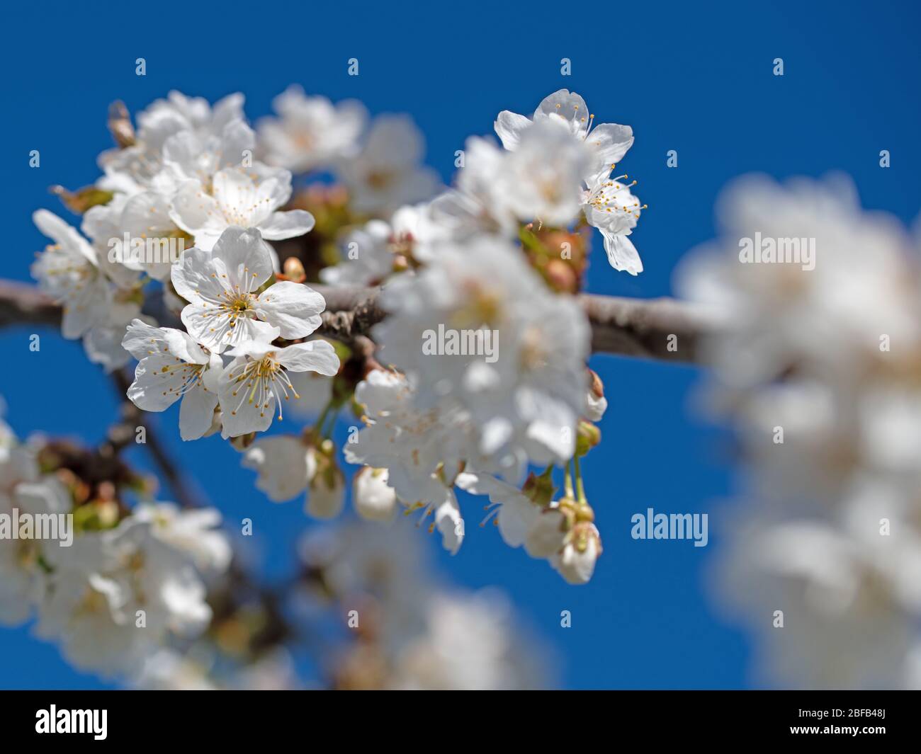Sweet cherry blossoms on hi-res stock photography and images - Alamy