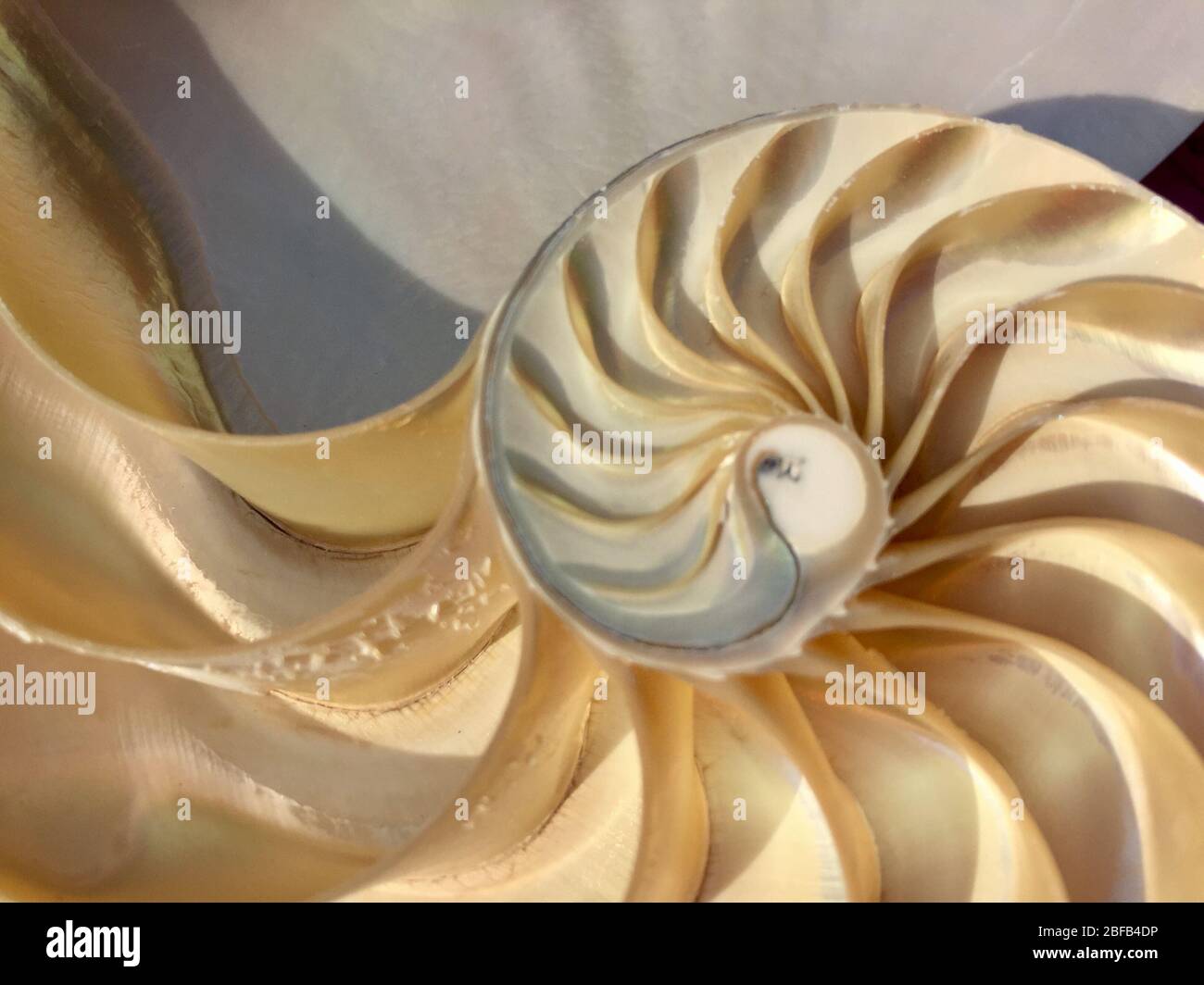 shell nautilus pearl Fibonacci sequence symmetry cross section spiral structure golden ratio background mollusk (nautilus pompilius) copy space half Stock Photo