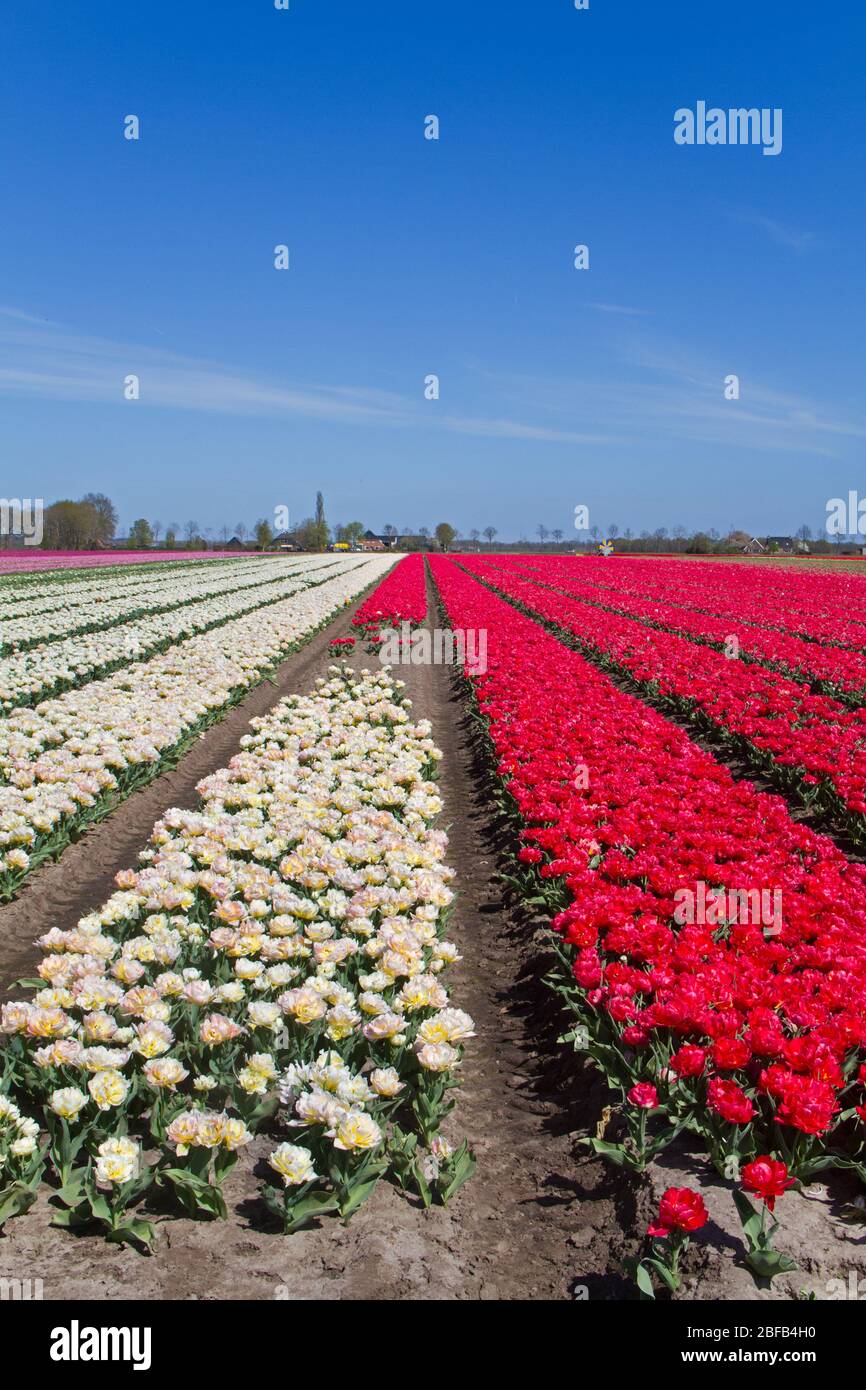 Blooming Tulip field with red and white flowers in the Dutch countryside Stock Photo