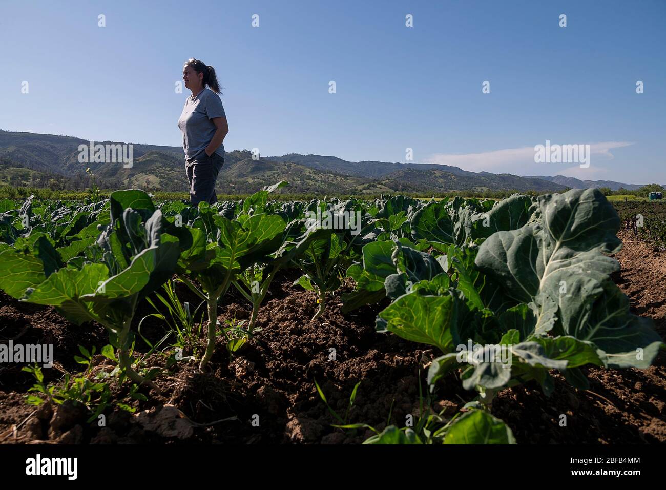 Brooks, CA, USA. 16th Apr, 2020. Organic farmer Trina Campbell of Riverdog Farm in Guida stands is one of her collard greens fields during the coronavirus pandemic on Thursday, April 16, 2020. Riverdog Farm works 450 acres of land in the Capay Valley and her company has had four-fold increase in sale of the csa (community supported agriculture) boxes of fresh produce as her restaurants sales have diminished. Credit: Paul Kitagaki Jr./ZUMA Wire/Alamy Live News Stock Photo