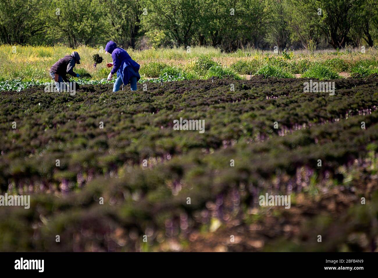 Brooks, CA, USA. 16th Apr, 2020. Farm workers at the organic Riverdog Farm in Guida stands pick redbor kale during the coronavirus pandemic on Thursday, April 16, 2020. Riverdog Farm works 450 acres of land in the Capay Valley and her company has had four-fold increase in sale of the csa (community supported agriculture) boxes of fresh produce as her restaurants sales have diminished. Credit: Paul Kitagaki Jr./ZUMA Wire/Alamy Live News Stock Photo