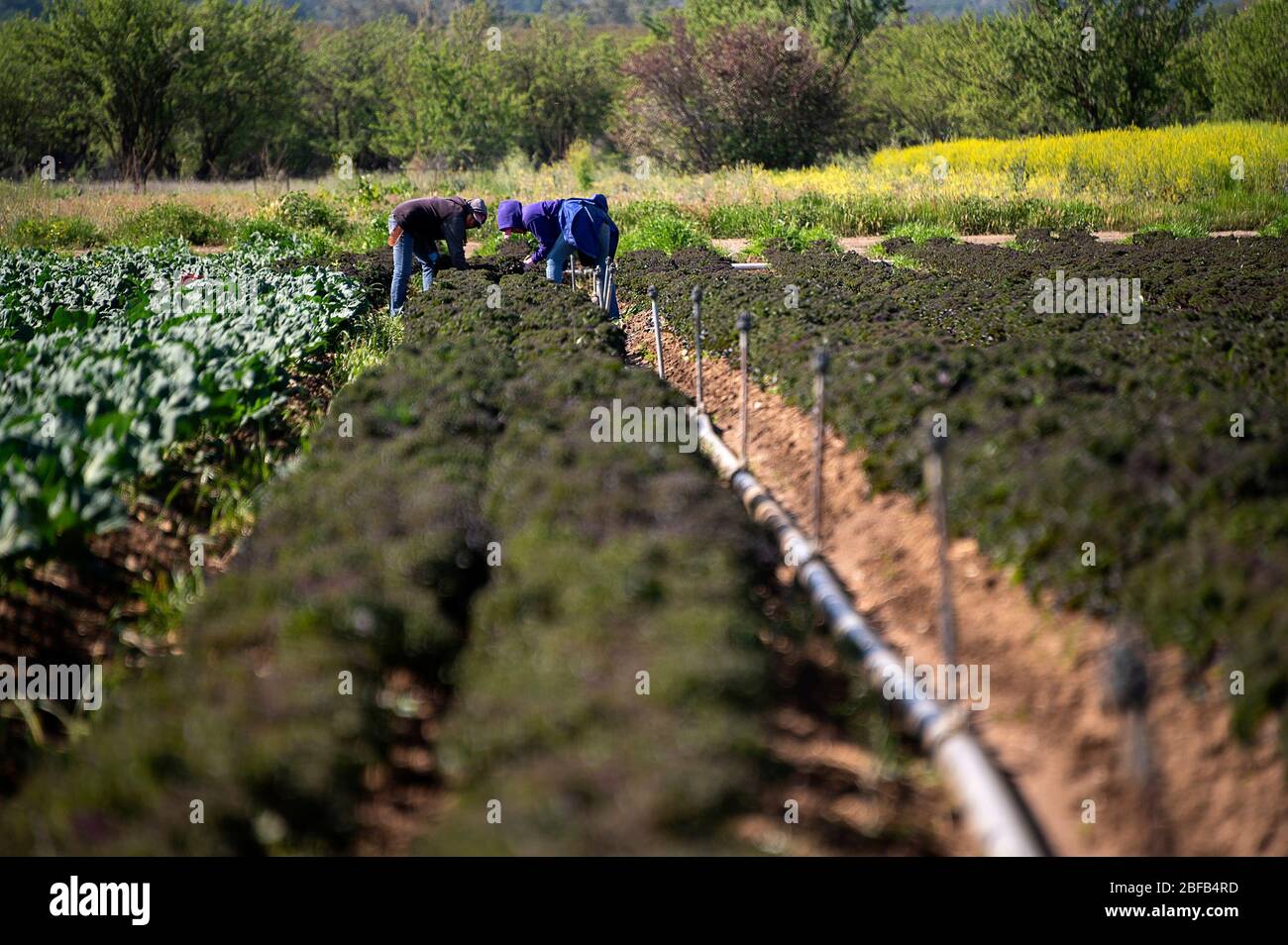 Brooks, CA, USA. 16th Apr, 2020. Farm workers at the organic Riverdog Farm in Guida stands pick redbor kale during the coronavirus pandemic on Thursday, April 16, 2020. Riverdog Farm works 450 acres of land in the Capay Valley and her company has had four-fold increase in sale of the csa (community supported agriculture) boxes of fresh produce as her restaurants sales have diminished. Credit: Paul Kitagaki Jr./ZUMA Wire/Alamy Live News Stock Photo