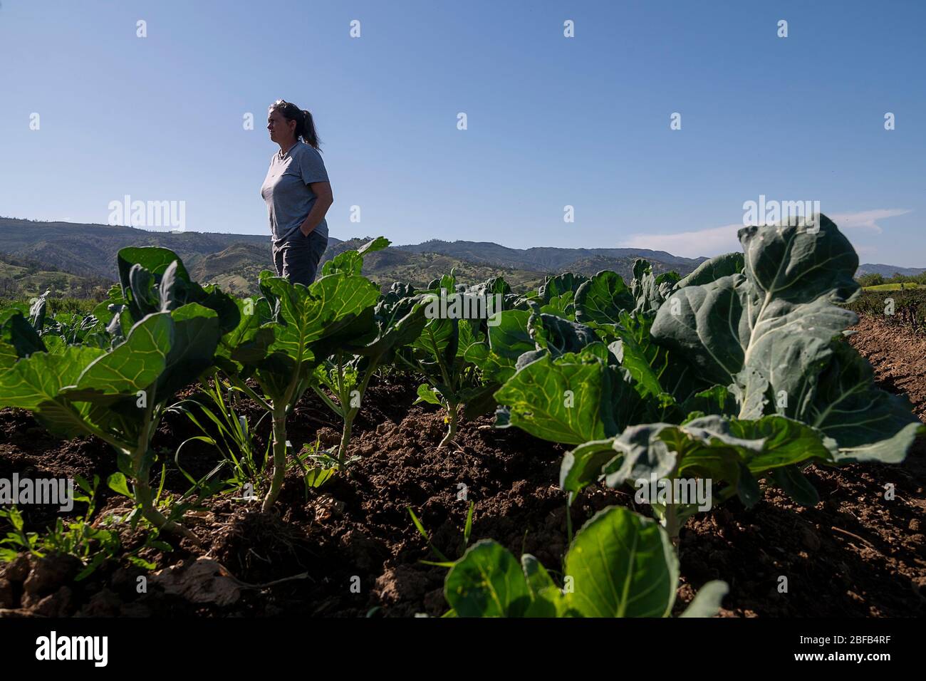Brooks, CA, USA. 16th Apr, 2020. Organic farmer Trina Campbell of Riverdog Farm in Guida stands is one of her collard greens fields during the coronavirus pandemic on Thursday, April 16, 2020. Riverdog Farm works 450 acres of land in the Capay Valley and her company has had four-fold increase in sale of the csa (community supported agriculture) boxes of fresh produce as her restaurants sales have diminished. Credit: Paul Kitagaki Jr./ZUMA Wire/Alamy Live News Stock Photo