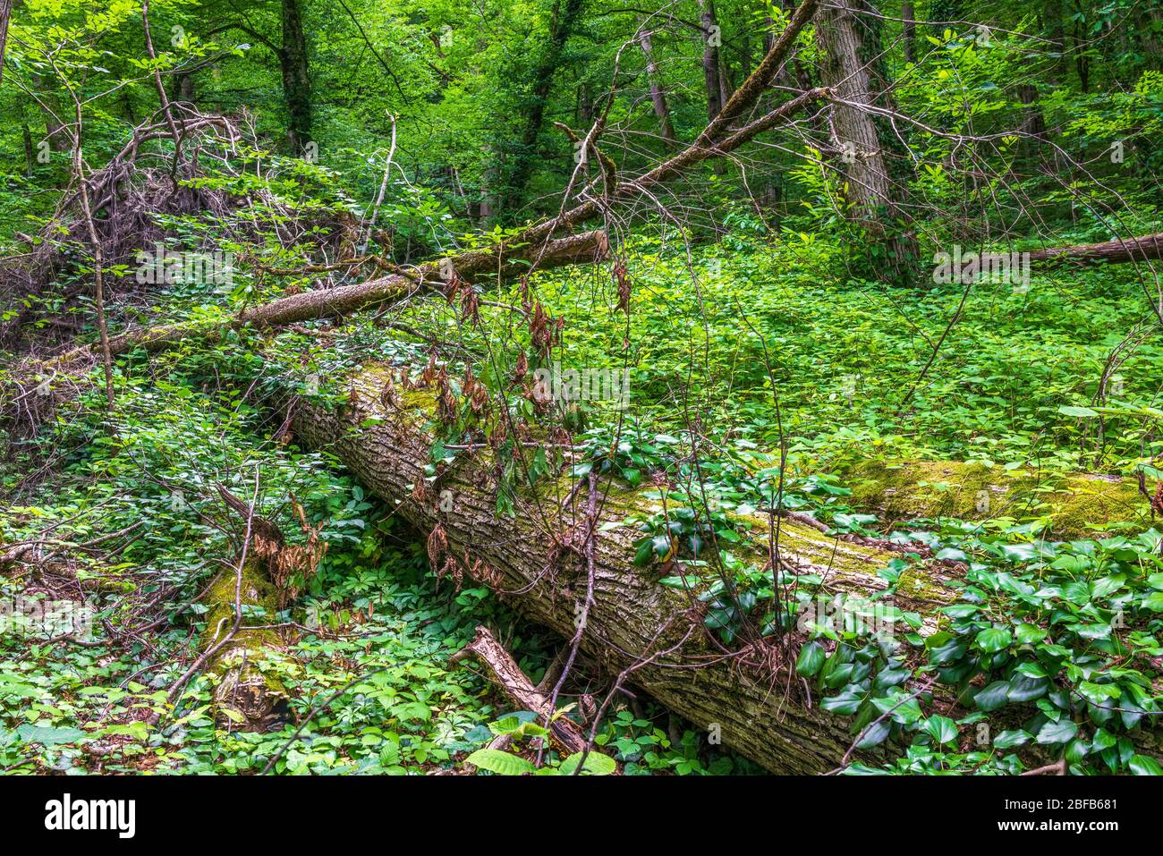 Fallen big tree with roots in a dense green forest. Big fallen tree ...