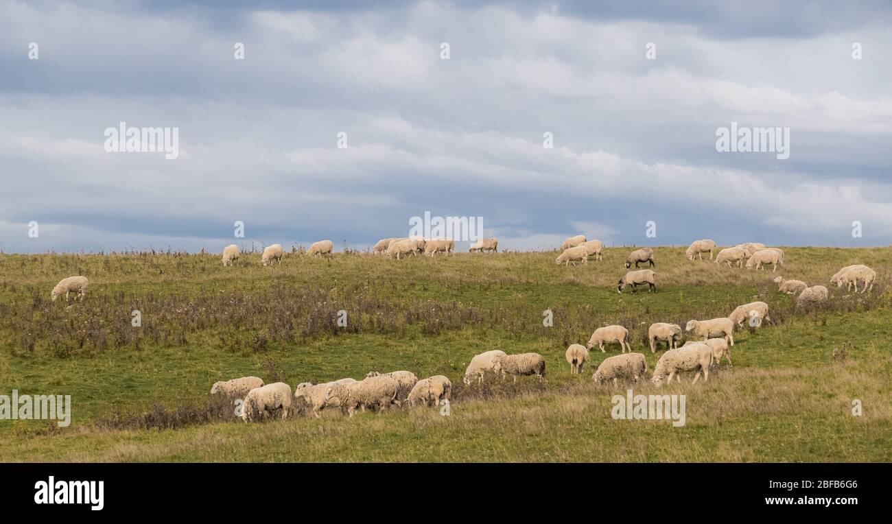 Flock of sheep grazing on hillside pasture Stock Photo - Alamy