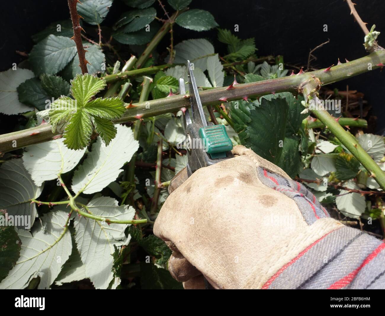 invasive Armenische Brombeere, Gartenbrombeere (Rubus armeniacus) - Gärtner schneidet  Ranken mit einer Gartenschere, Weilerswist, Nordrhein-Westfalen Stock Photo