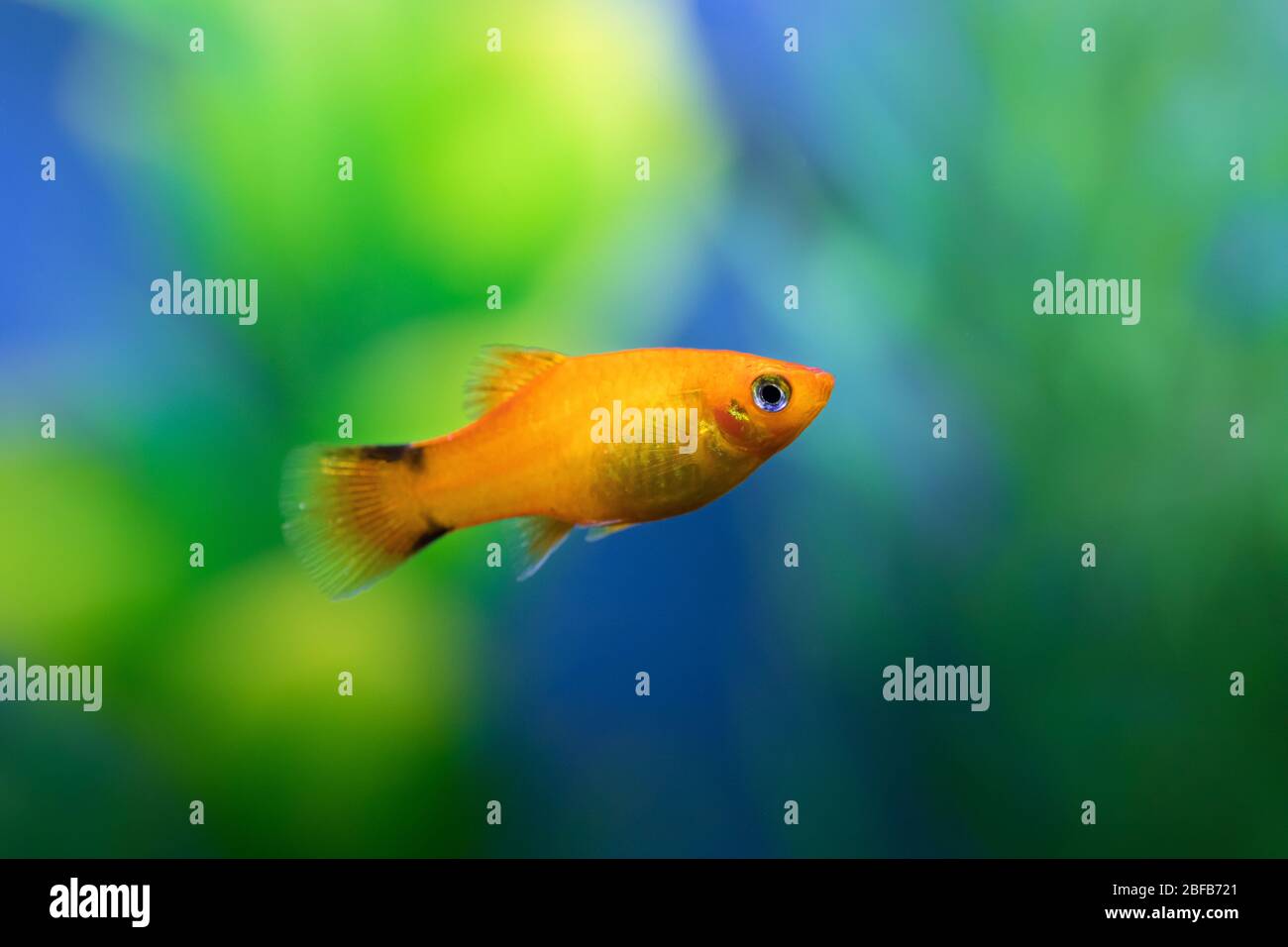 Close up of Orange color Platy fish against green and blue blurred background Stock Photo