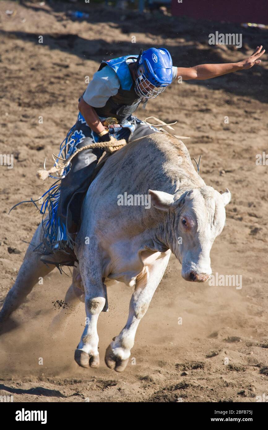 Model released Hawaiian cowboy,or paniolo, riding bull (property